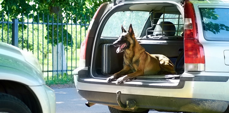 【愛犬のホリスティックケア】犬とのドライブ～安全と車酔い防止～