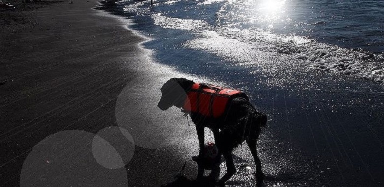 【犬との暮らし】愛犬を紫外線から守るハーブ