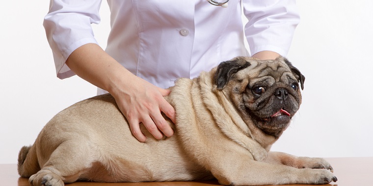 【愛犬の病気】獣医師が解説！胆泥症の原因と改善のためのケア