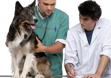 【愛犬の病気】獣医師が解説！胆泥症の原因と改善のためのケア