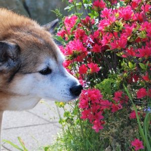 花の匂いを嗅ぐ犬