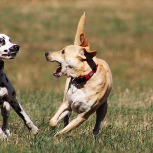 草原で走り戯れる犬2匹