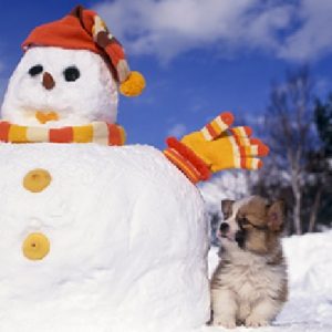 犬と雪だるま