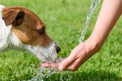 水を飲む愛犬
