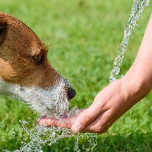 水を飲む愛犬