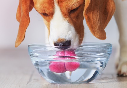 愛犬が水を飲まない～飲水量の目安と与え方の工夫～