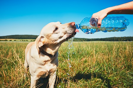 愛犬が水を飲まない～飲水量の目安と与え方の工夫～
