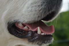 犬の口のアップ