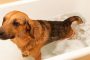 愛犬のお風呂