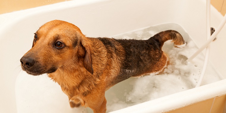 愛犬のお風呂の疑問解決～適切な頻度や湯の温度～