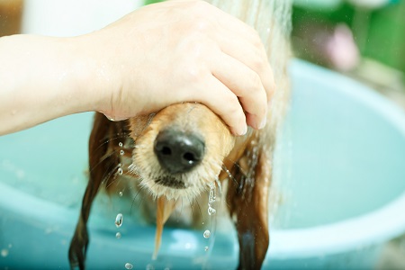 愛犬のお風呂の疑問解決～適切な頻度や湯の温度～