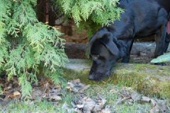 苔の生えた石段でニオイ嗅ぎしながらフードを探す犬