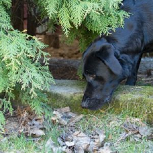 苔の生えた石段でニオイ嗅ぎしながらフードを探す犬
