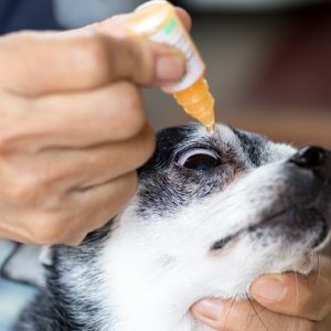 愛犬の目のトラブル：目薬のさし方
