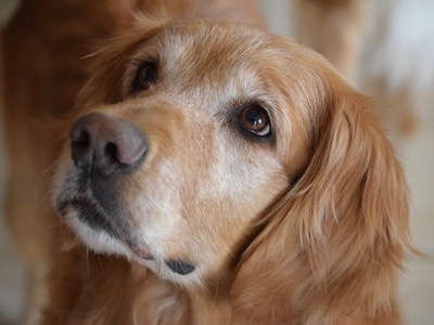 米FDA発表グレインフリードッグフードと犬の心臓病についての情報と、飼い主の心得