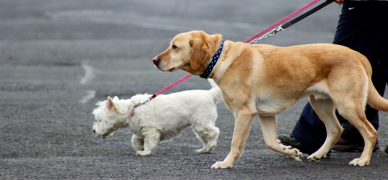 犬種や体のサイズによって賢さが変わるって本当？最新の研究結果から改めて考えてみたこと