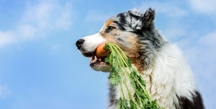 愛犬のための薬膳入門：野菜の使い方