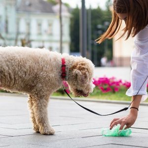 cleaning dogs excrement on street
