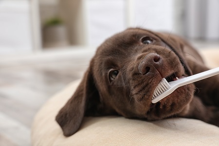 犬にも乳酸菌～歯周病との関係とは