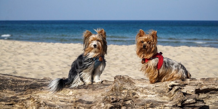 夏真っ盛り！地球温暖化が犬の生活に及ぼす意外な影響