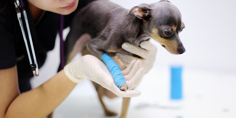 獣医師が解説！家の中での子犬の骨折事故と予防策