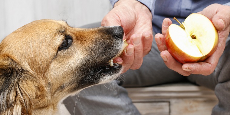 愛犬にリンゴを与えるメリットと注意点