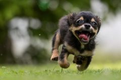 草原を楽しそうに走る犬