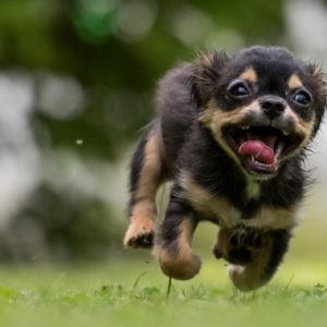草原を楽しそうに走る犬