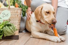 新鮮な野菜を食べる犬