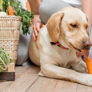 新鮮な野菜を食べる犬