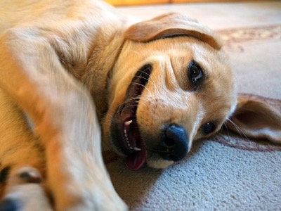 罰を与える訓練は愛犬を悲観的にする？犬の楽観的傾向と悲観的傾向のおはなし