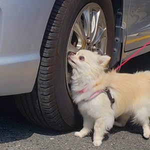 車のホイールを嗅ぎ、ノーズワークをする犬