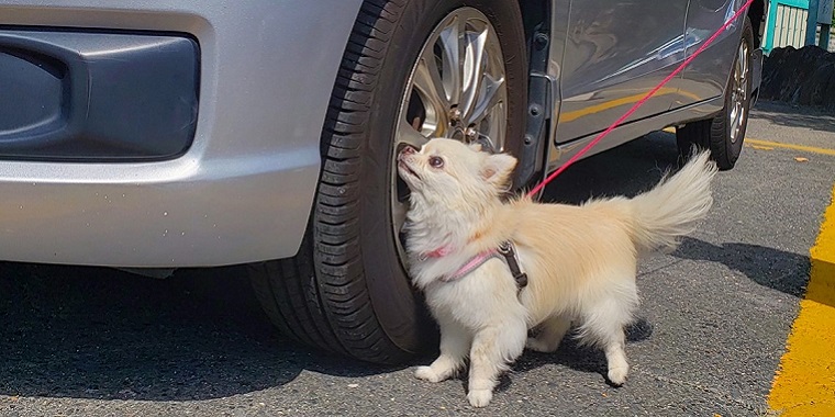 車のホイールを嗅ぎ、ノーズワークをする犬