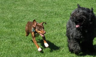 草原で走る２匹の犬