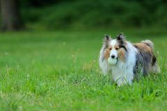 草原でボールを咥える犬