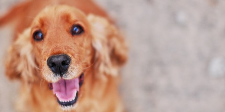 犬は笑顔を理解するか？科学が明らかにすること