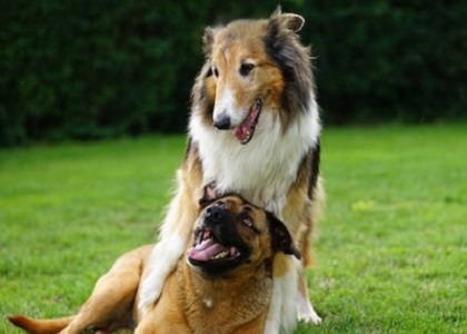 犬が健康で長生きするために大切な「仲間とのつながり」とは？