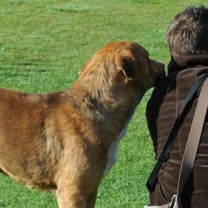 草原で写真を撮る飼い主とそれに寄り添う犬