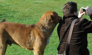 草原で写真を撮る飼い主とそれに寄り添う犬