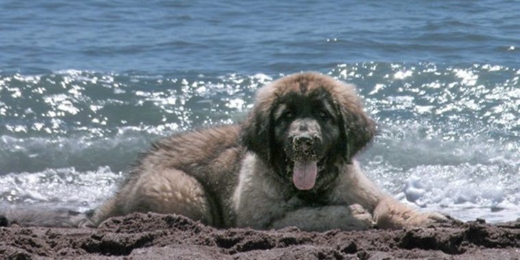 海辺でくつろぐ犬