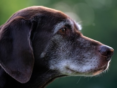 「歳だから」とあきらめないで。シニア犬の聴力低下と認知症の関係とは？