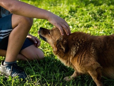 「犬と暮らすと健康になる」のは、犬ときちんと向き合うことへのご褒美