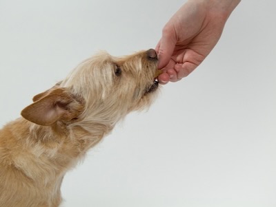「どんなふうに食べるか」愛犬の食事の満足度を高める工夫と健康への影響。