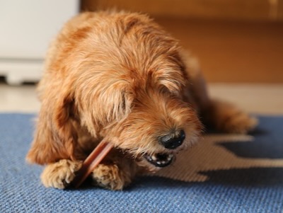 「どんなふうに食べるか」愛犬の食事の満足度を高める工夫と健康への影響。