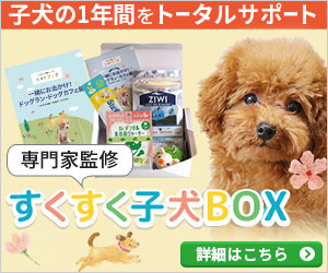 【犬種シリーズ】プードル～トイプードル人気は日本独自の現象