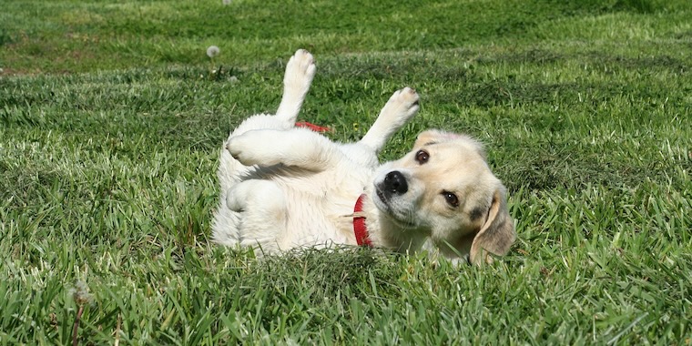 知っておきたい！犬の腸内細菌が体と心に及ぼす影響とは？