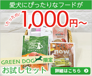犬のダイエット方法～散歩・運動・遊び編