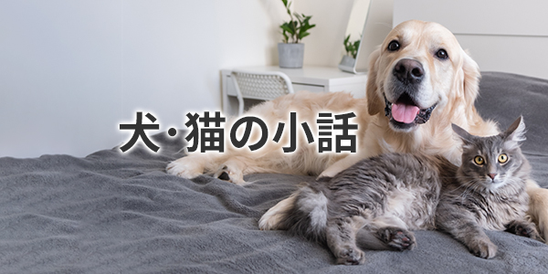 犬・猫の小話