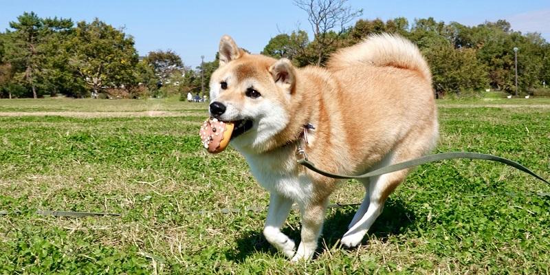 柴犬関節ケア