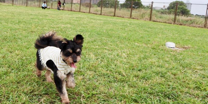 愛犬の肝臓の数値が気になったら